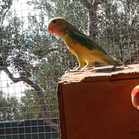 Inseparabili roseicollis