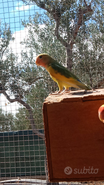 Inseparabili roseicollis