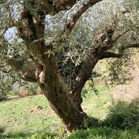 Alberi di ulivo secolari
