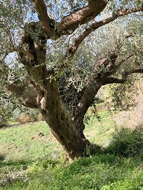 Alberi di ulivo secolari