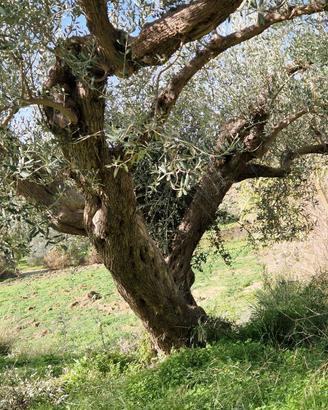 Alberi di ulivo secolari