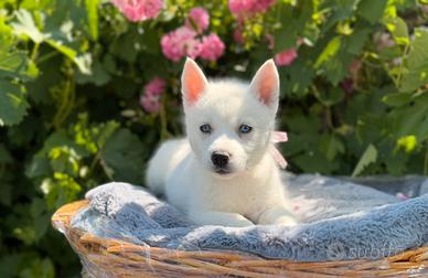 Siberian Husky con pedigree enci