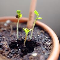 Cerc0 lavoro in agricoltura
