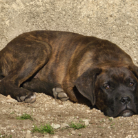 Cane Corso