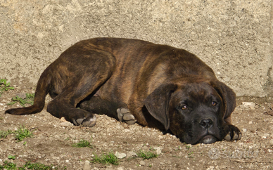 Cane Corso