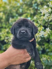 Labrador neri e marroni