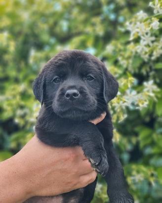 Labrador neri e marroni