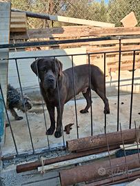 Cane corso maschio