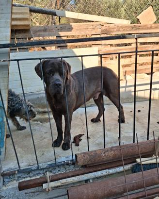 Cane corso maschio