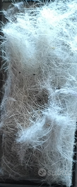 Pelo naturale di cane meticcio (simil Jack Russel)