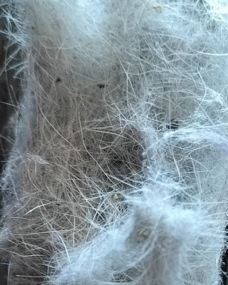 Pelo naturale di cane meticcio (simil Jack Russel)