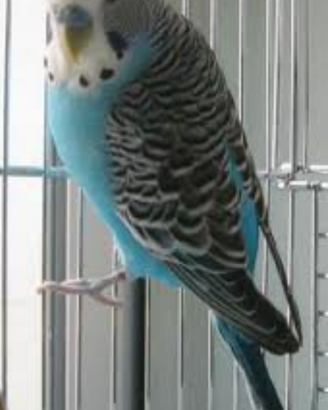 Cocorite