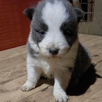 Border collie con pedigree