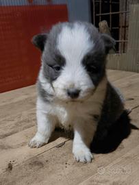 Border collie con pedigree