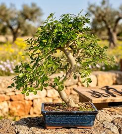 Bonsai di Frassino, Esemplare Unico 35 cm, 23 Anni