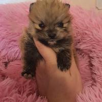 SPITZ POMERANIA NANO con Pedigree ENCI