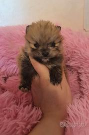 SPITZ POMERANIA NANO con Pedigree ENCI