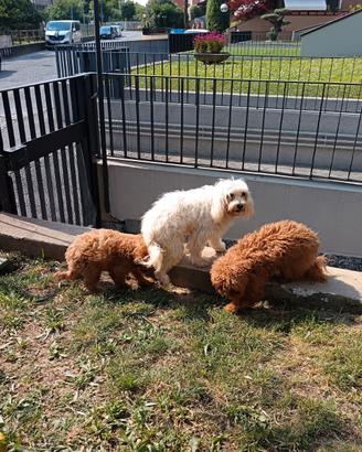 Maltipoo