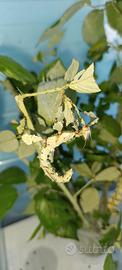 Insetto foglia secca (Extatosoma tiaratum)
