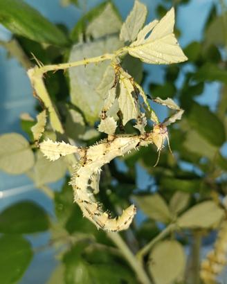 Insetto foglia secca (Extatosoma tiaratum)