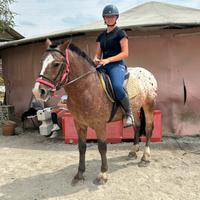 Puledro 3 anni Appaloosa