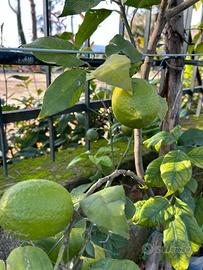 Piante di limoni,arance ,mandarini, melograni