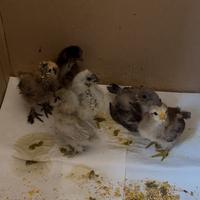 Vendita Pulcini Allevamento diverse razze