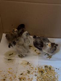 Vendita Pulcini Allevamento diverse razze