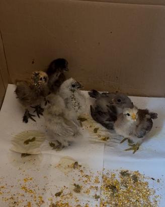 Vendita Pulcini Allevamento diverse razze