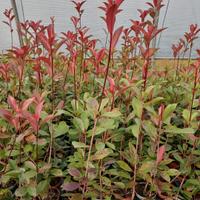 100 piante di photinia vaso 10