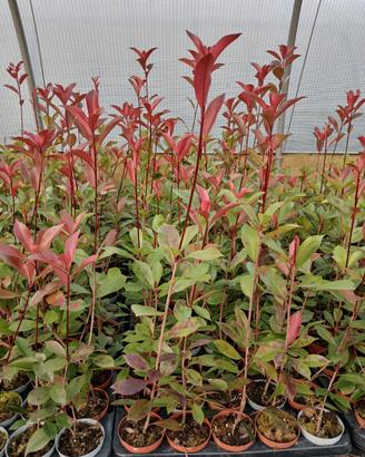 100 piante di photinia vaso 10