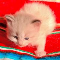 Cuccioli di ragdoll