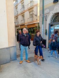 Security è vigilanza