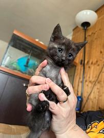 Cuccioli di gatto appena svezzati