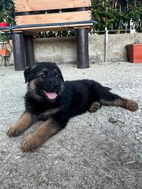 Cuccioli pastore tedesco