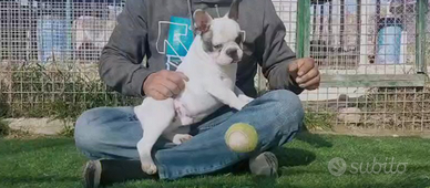 Bulldog francese cucciolo