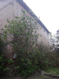 Rustico/Casale mq 400 a Borzano di albinea