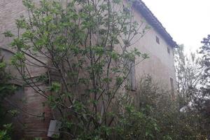 Rustico/Casale mq 400 a Borzano di albinea