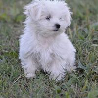 Cucciolo di Maltese con pedigree