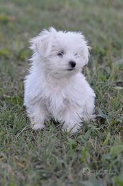 Cucciolo di Maltese con pedigree