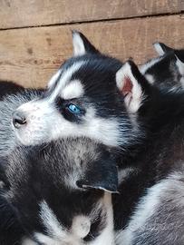 Siberian Husky