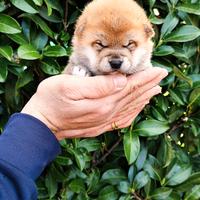 Purissima cucciolo Shiba