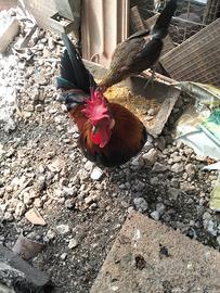 gallo e galline coronate siciliane