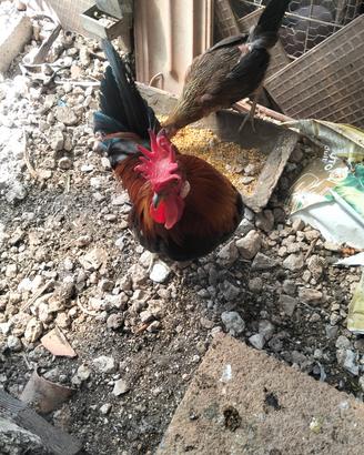 gallo e galline coronate siciliane