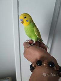 Cocorita allevato a mano