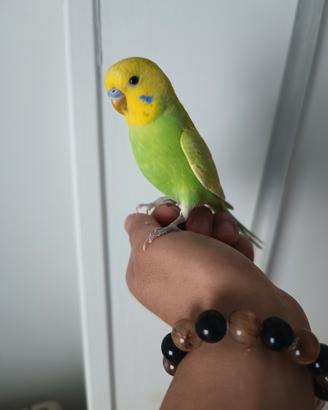 Cocorita allevato a mano