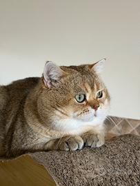 Gatto scottish straight per monta