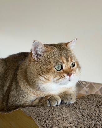 Gatto scottish straight per monta