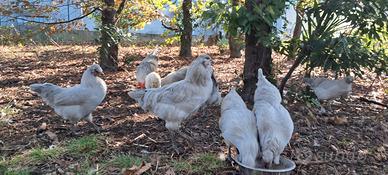 Gallo araucana inglese lavanda