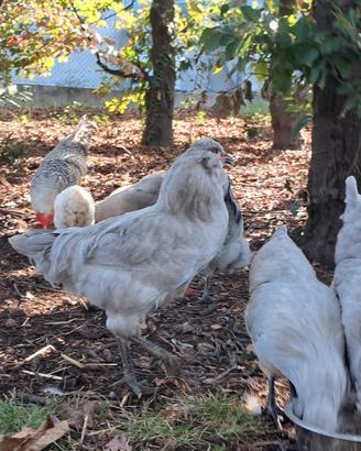 Gallo araucana inglese lavanda
